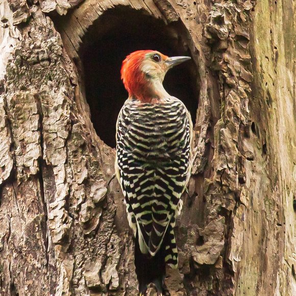 Poshmark Authenticate Verified ReSeller -- 5 Star Seller - Picture 10 of 12